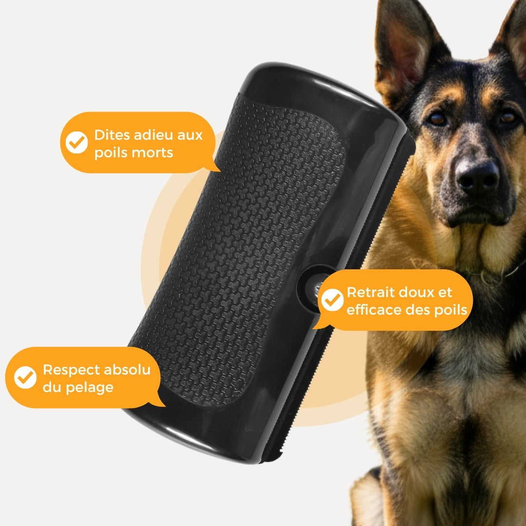 Brosse pour chien